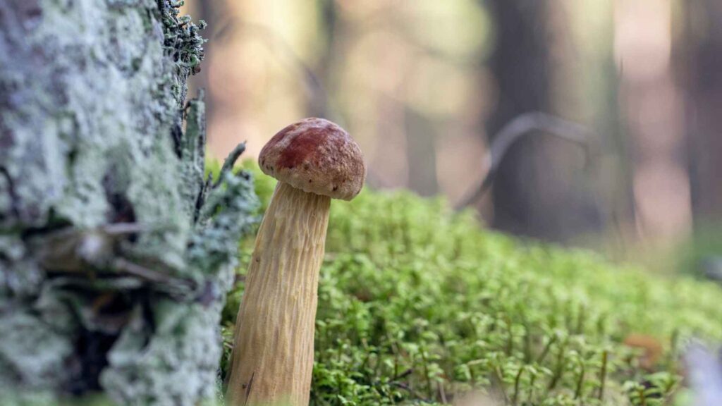 Złotoborowik Wysmukły Aureoboletus projectellus (Murrill) Halling | foto. Canva Pro