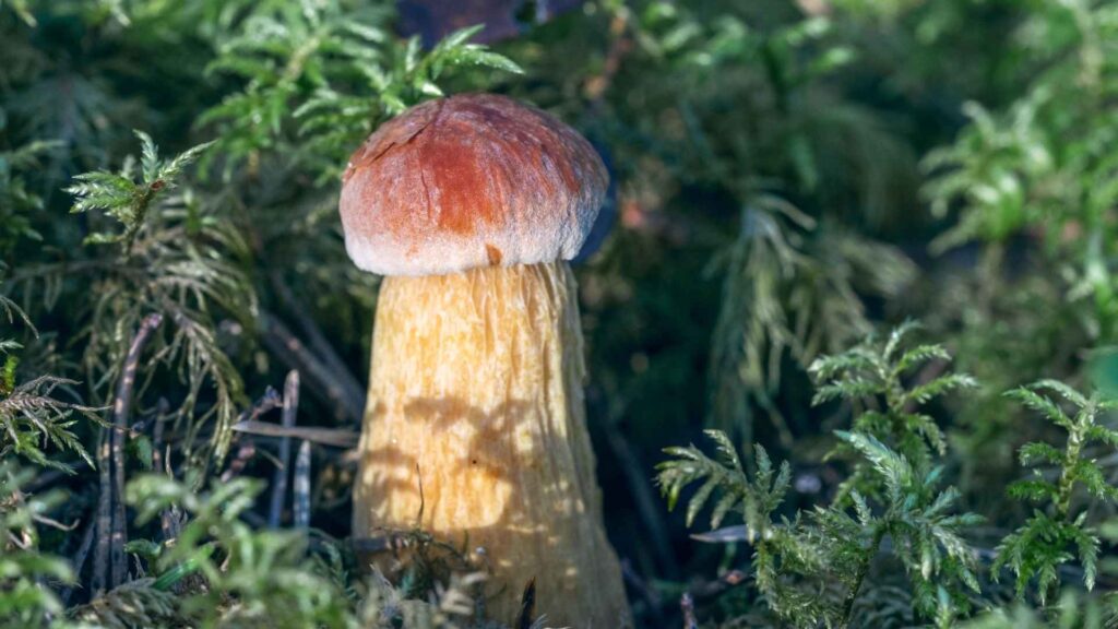 Złotoborowik Wysmukły Aureoboletus projectellus (Murrill) Halling | foto. Canva Pro