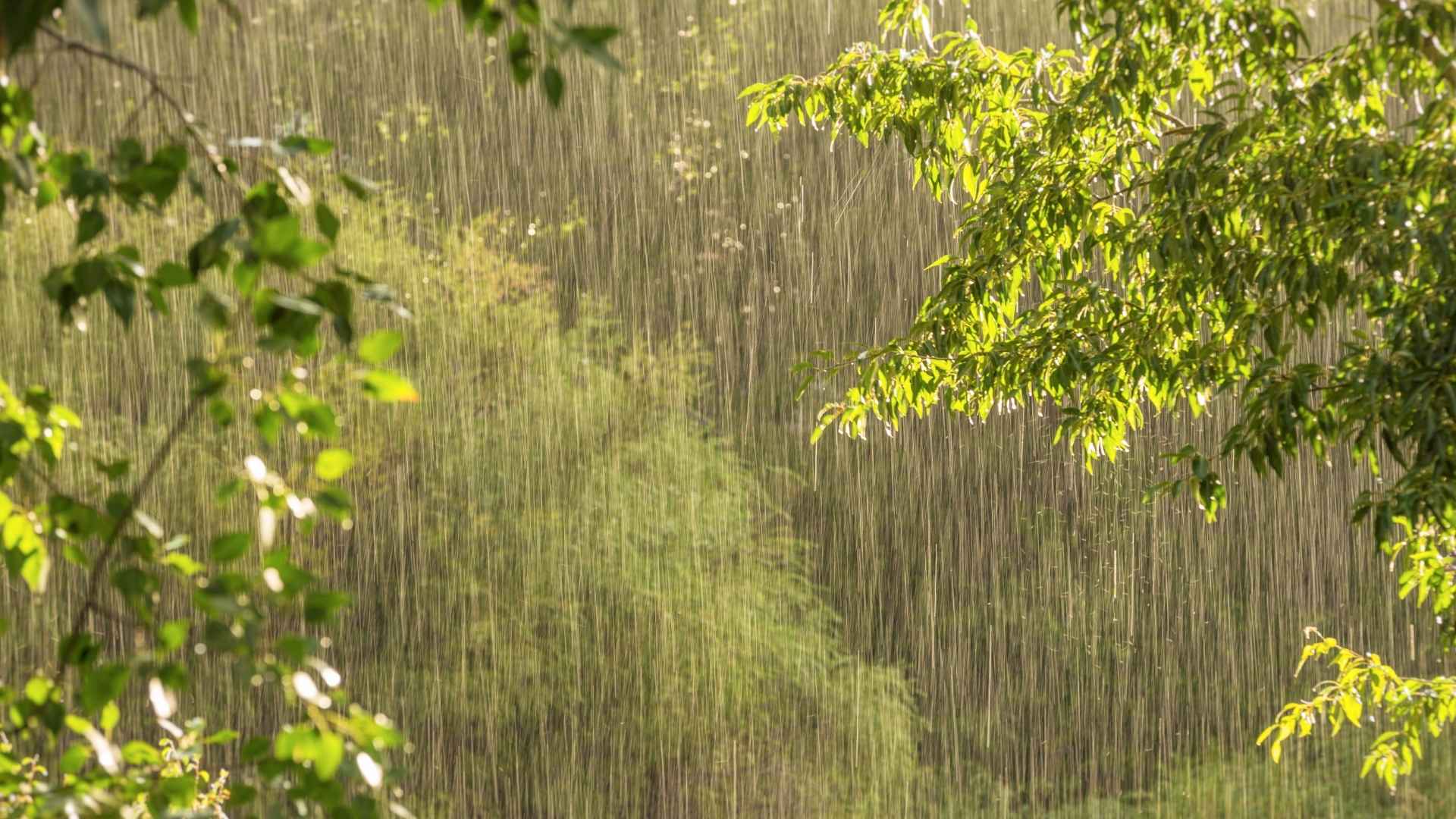 Najpierw ulewa, potem… powrót lata. Czwartek ma zalać Polskę, a po nim możliwy WYSYP GRZYBÓW