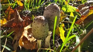 Czernidłak kołpakowaty (Coprinus comatus) – opis i występowanie | foto. Kamil w Ogrodzie