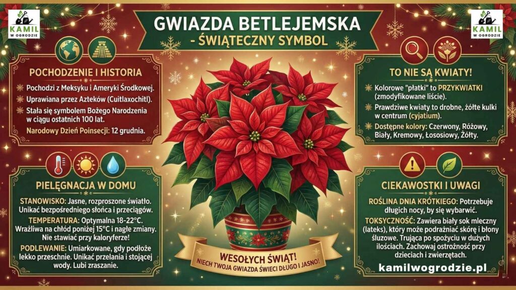 Gwiazda Betlejemska - Infografika | foto. Kamil w Ogrodzie