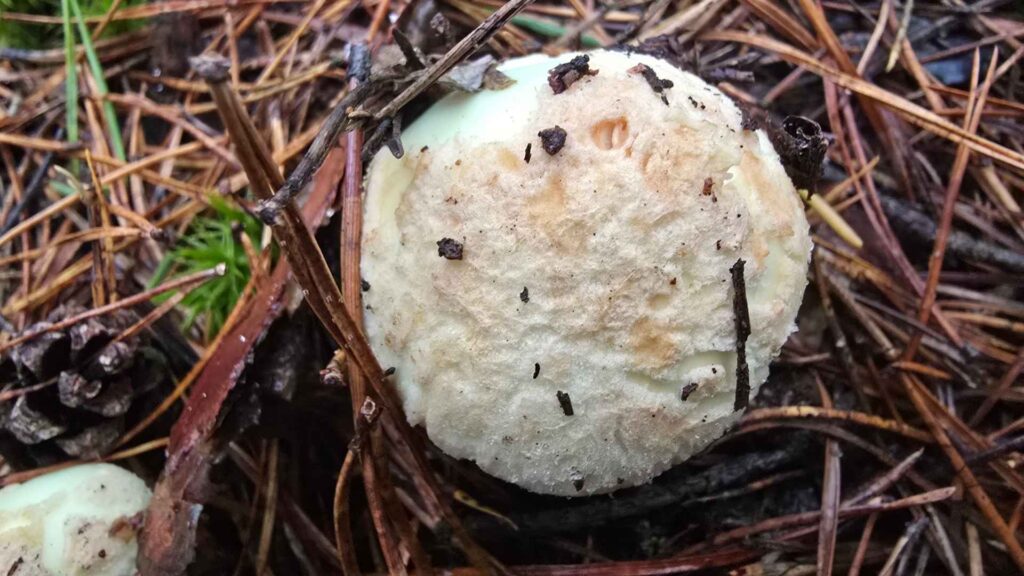Muchomor cytrynowy (Amanita citrina) – opis, cechy i występowanie | foto. Kamil w Ogrodzie