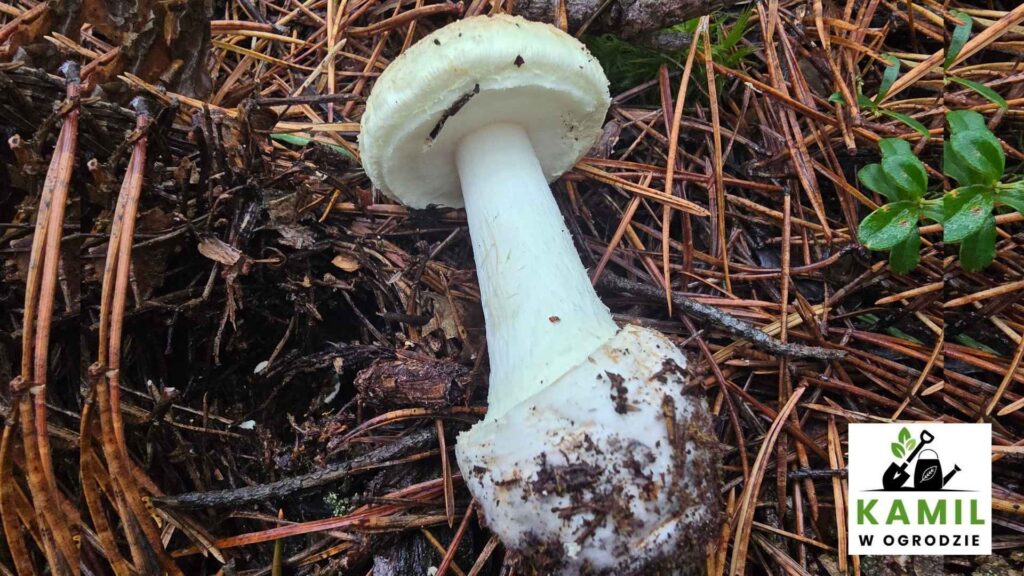 Muchomor cytrynowy (Amanita citrina) – opis, cechy i występowanie | foto. Kamil w Ogrodzie