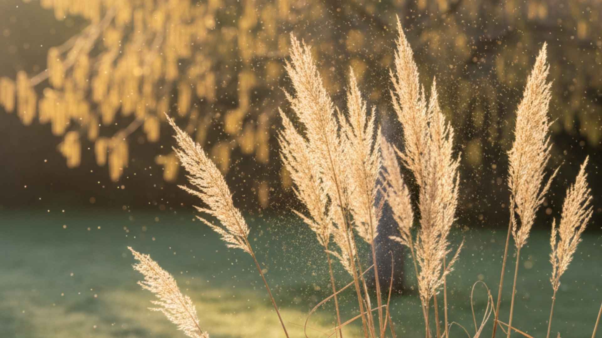 Październik: co teraz pyli w Polsce? (sprawdzone regionami) | foto. Kamil w Ogrodzie