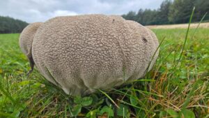 Purchawka oczkowana (Bovistella utriformis) – opis i występowanie