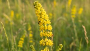 Rzepik pospolity (Agrimonia spp.) – zapomniane zioło o niezwykłej mocy | foto. Kamil w Ogrodzie