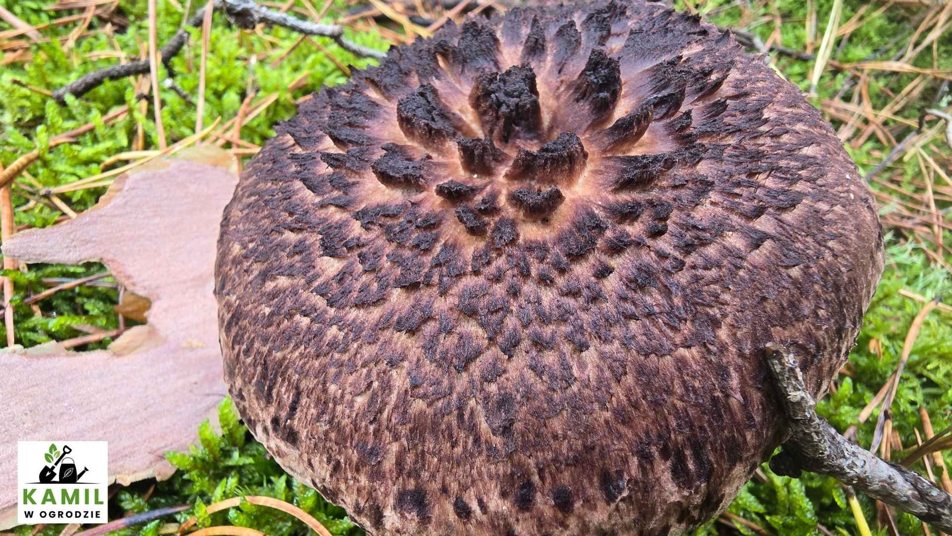 Sarniak sosnowy (Sarcodon squamosus (Schaeff.) Quél.) – opis i występowanie | foto. Kamil w Ogrodzie