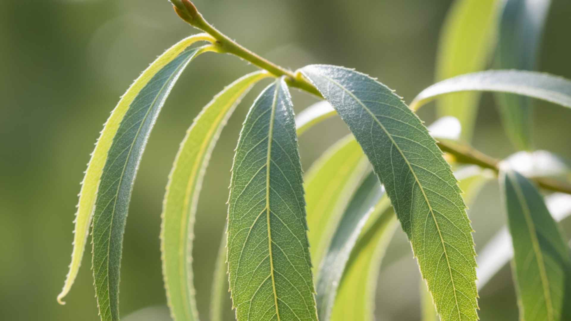 Wierzba biała (Salix alba) – naturalny lek przeciw bólowi i gorączce | foto. Kamil w Ogrodzie