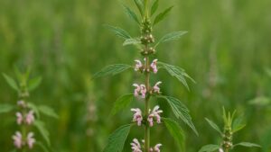 Serdecznik pospolity – działanie, zastosowanie, właściwości i uprawa | foto. Kamil w Ogrodzie
