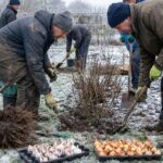 Co siejemy i sadzimy w grudniu? Kompletny poradnik ogrodnika na zimowy miesiąc | Foto. Kamil w Ogrodzie