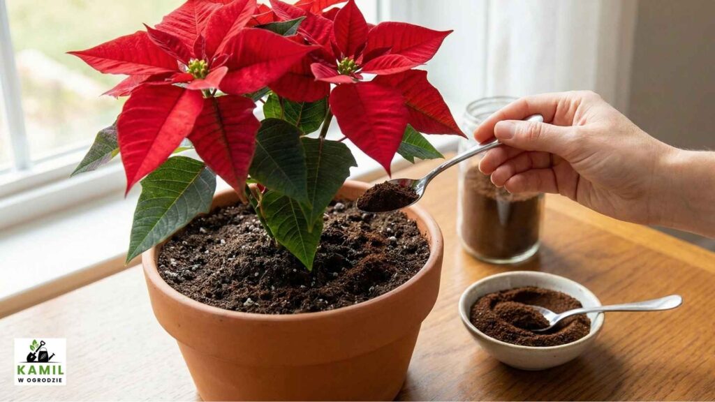 Fusy z kawy – naturalny wzmacniacz koloru giwazdy betlejemskiej | foto. Kamil w Ogrodzie