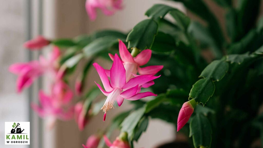 Grudnik w grudniu szaleje z kwitnieniem. Oto triki, dzięki którym będzie obsypany pąkami całą zimę | foto. Kamil w Ogrodzie