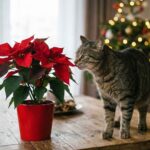 Gwiazda Betlejemska a pies i kot: Śmiertelna czy bezpieczna? [Fakty i Mity] | foto. Kamil w Ogrodzie