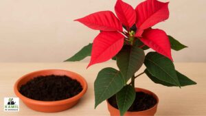 Gwiazda betlejemska: Jaka ziemia i temperatura? ABC uprawy | foto. Kamil w Ogrodzie