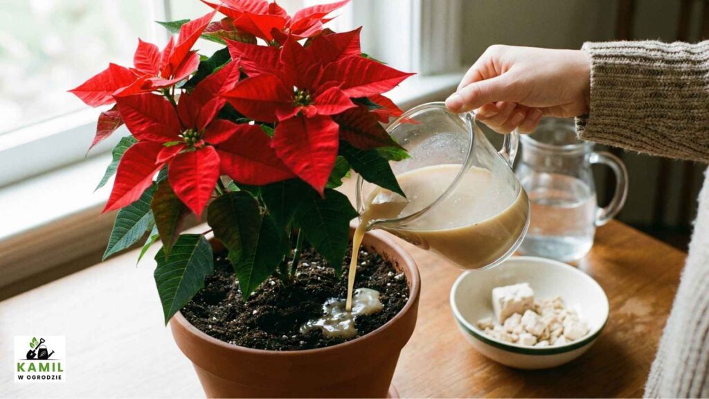 Wilczomlecz nadobny, wilczomlecz piękny, poinsecja nadobna, poinsecja, gwiazda betlejemska: Nawóz z drożdży – szybkie pobudzenie i poprawa koloru | foto. Kamil w Ogrodzie