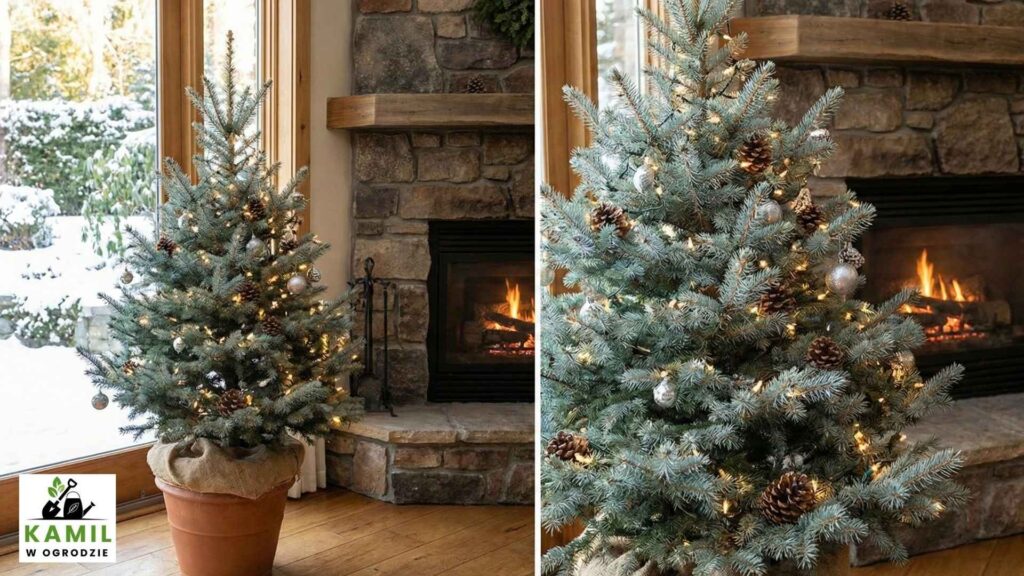 Świerk Kłujący / Srebrny (Picea pungens) – Architektoniczna Sztywność | Foto. Kamil w Ogrodzie