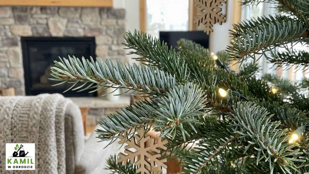 Świerk serbski (Picea omorika) – kompromis między trwałością a wyglądem | foto. Kamil w Ogrodzie