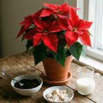 Te składniki sprawią, że gwiazda betlejemska będzie intensywnie czerwona do końca roku | foto. Kamil w Ogrodzie