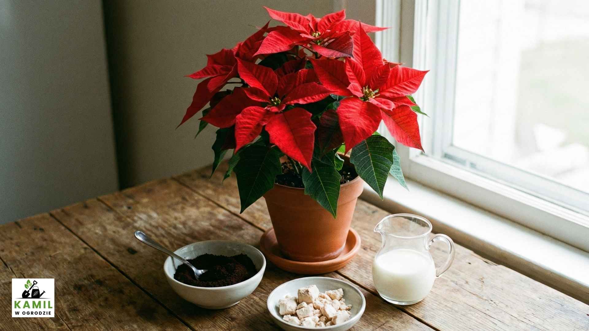 Te składniki sprawią, że gwiazda betlejemska będzie intensywnie czerwona do końca roku | foto. Kamil w Ogrodzie