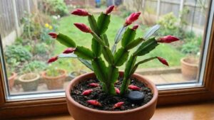 Twój grudnik łysieje i zrzuca pąki? Ta tania "czarna tabletka" z apteki sprawi, że obsypie się kwiatami! | foto. Kamil w Ogrodzie