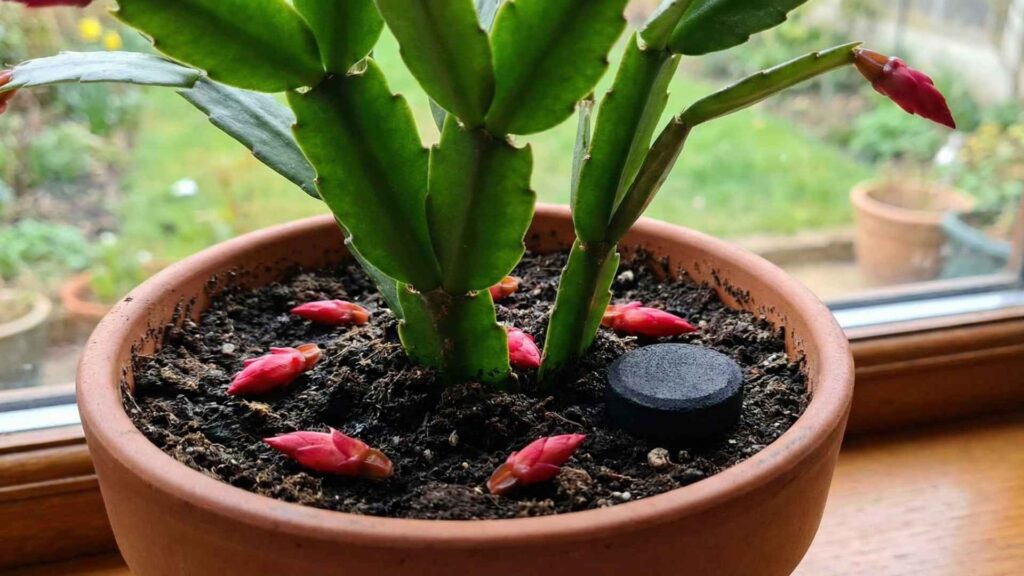 Twój grudnik łysieje i zrzuca pąki? Ta tania "czarna tabletka" z apteki sprawi, że obsypie się kwiatami! | foto. Kamil w Ogrodzie