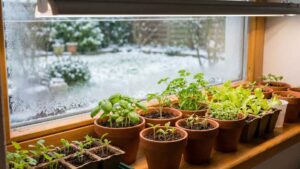 Co siejemy i sadzimy w styczniu? | Kompletna lista warzyw i roślin dla ogrodniczych pasjonatów. Styczeń rozpoczyna nowy sezon uprawowy. | foto. Kamil w Ogrodzie