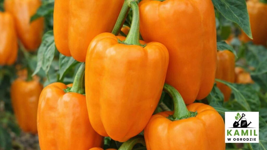 Etiuda – grube ścianki i wysoka jakość owoców | foto. Kamil w Ogrodzie