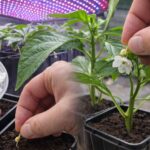 Kiedy wysiew nasion papryki 2026? Poznaj moją wieloletnią strategię | foto. Kamil w Ogrodzie