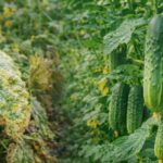 Ogórki w 2026 roku. Stawiam na te odmiany, ponieważ są bardziej odporne na mączniaka. | foto. Kamil w Ogrodzie