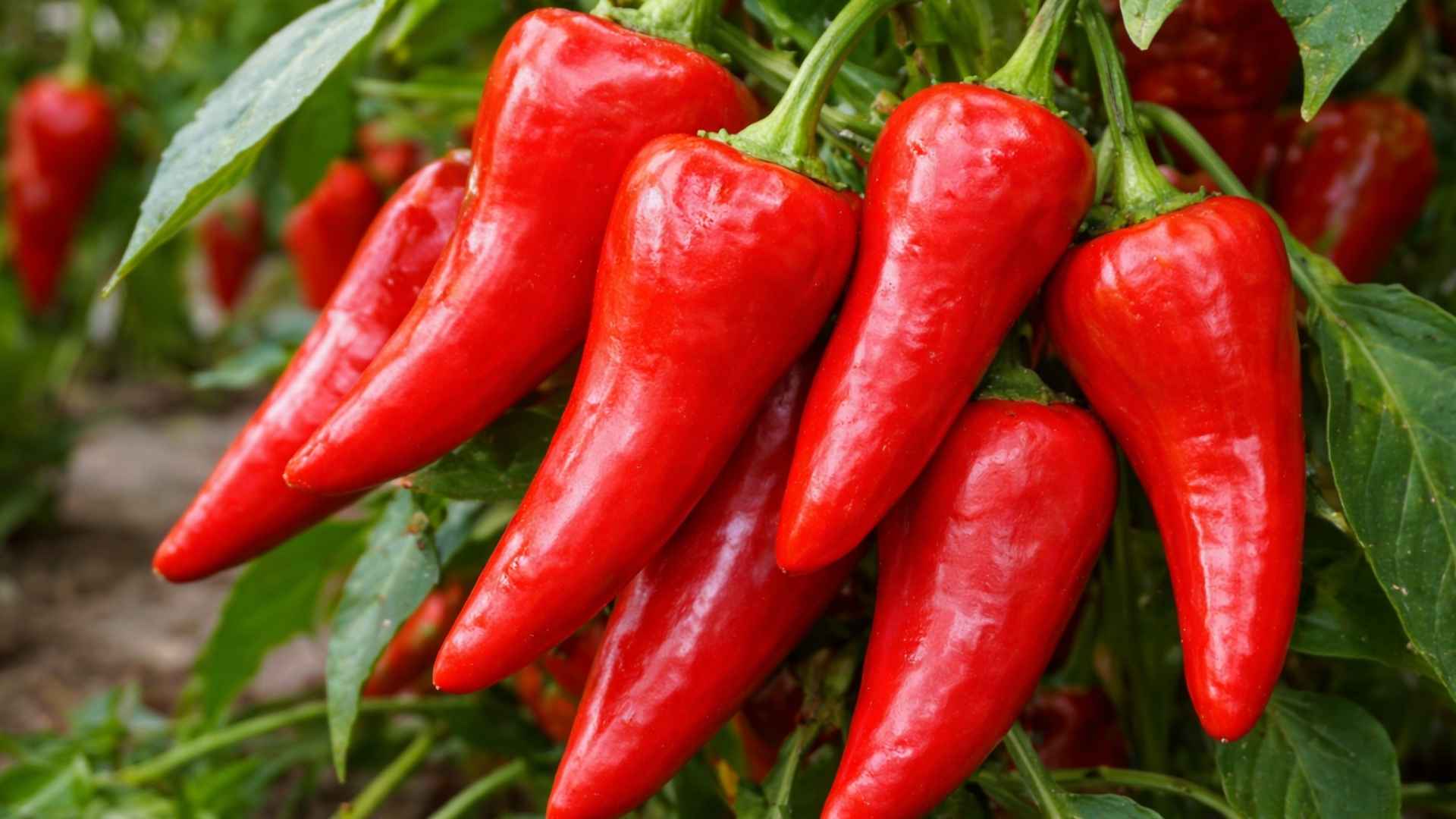 Ostra papryka CYKLON / FIVER – bardzo plenna odmiana o użytkowej ostrości | foto. Kamil w Ogrodzie