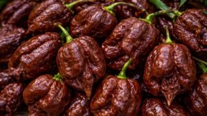 Ostra papryka Carolina Reaper Brown – czekoladowa wersja jednej z najostrzejszych papryk świata | foto. Kamil w Ogrodzie