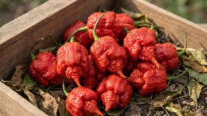 Ostra papryka Carolina Reaper Red – oficjalnie najostrzejsza papryka świata | foto. Kamil w Ogrodzie