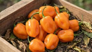 Ostra papryka Habanero – intensywna ostrość i owocowy aromat | foto. Kamil w Ogrodzie