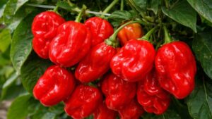 Ostra papryka Habanero Red Savina – legendarna odmiana o historycznej ostrości | foto. Kamil w Ogrodzie