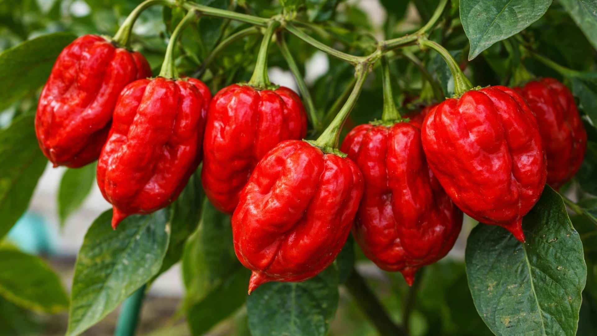 Ostra papryka Habanero Red – klasyczna odmiana o wysokiej ostrości i owocowym aromacie | foto. Kamil w Ogrodzie
