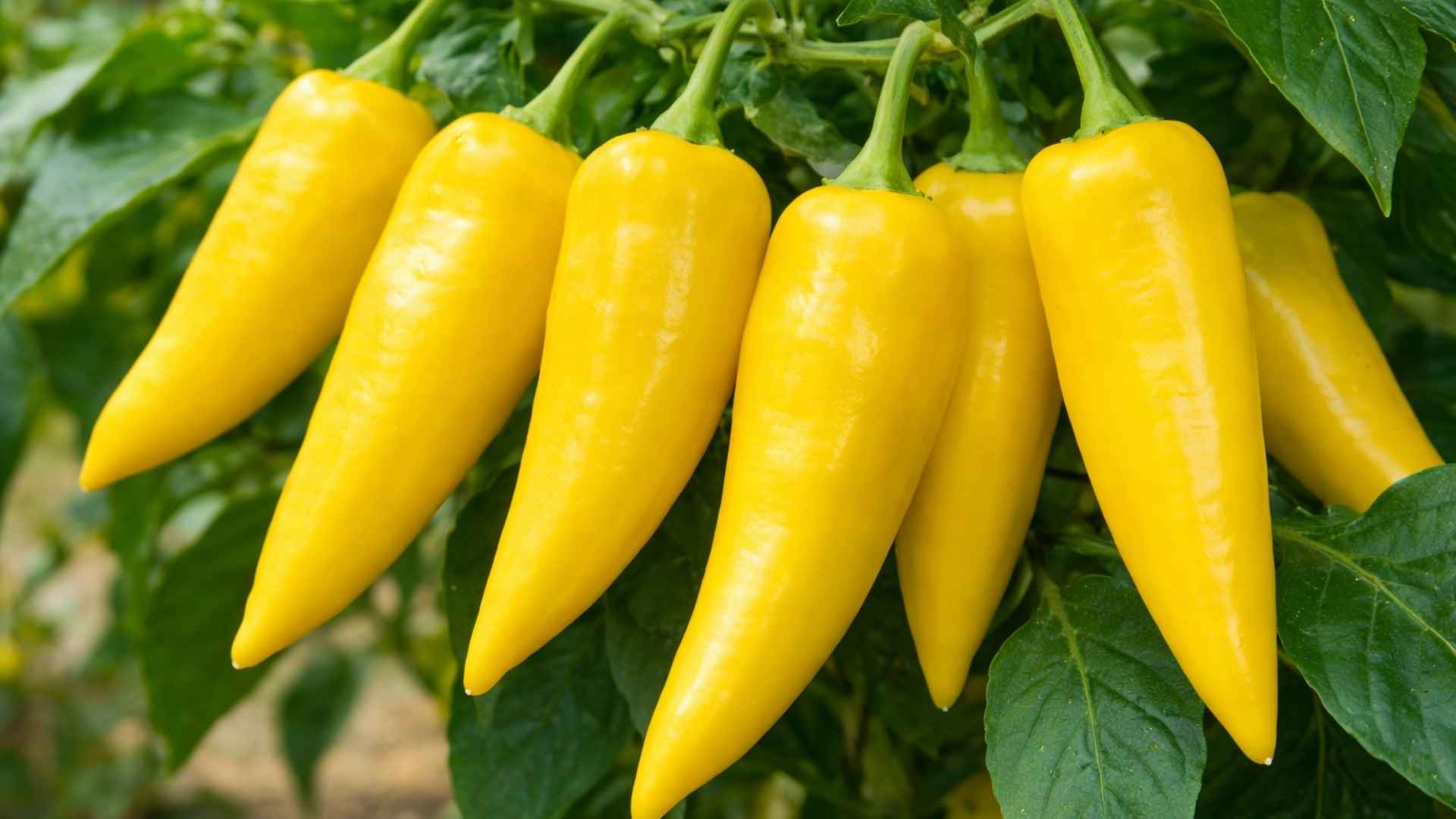 Ostra papryka Hungarian Yellow Wax Hot – wczesna, plenna i uniwersalna odmiana z Europy | foto. Kamil w Ogrodzie