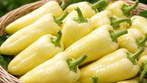 Ostra papryka PCR – gruntowa odmiana pod osłony do uprawy w Polsce | foto. Kamil w Ogrodzie