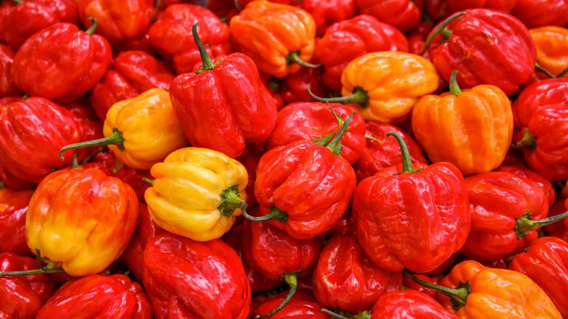 Ostra papryka Scotch Bonnet – karaibska klasyka o owocowym aromacie | foto. Kamil w Ogrodzie