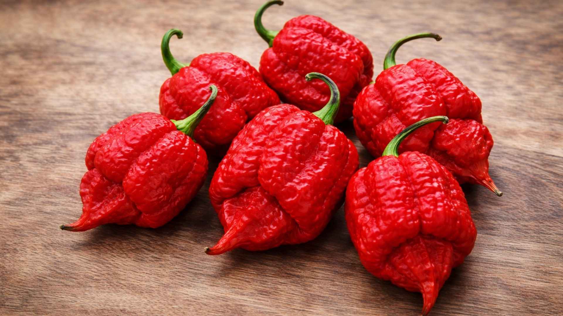 Ostra papryka Trinidad Moruga Scorpion Red – ekstremum ostrości z Karaibów | foto. Kamil w Ogrodzie