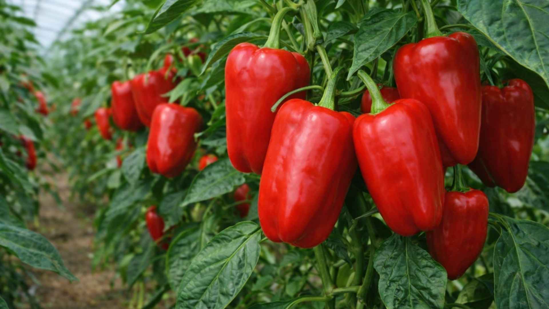 Papryka słodka Ożarowska – tradycyjna polska odmiana gruntowa o niezawodnym plonie | foto. Kamil w Ogrodzie