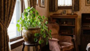 Pieniążek (Pilea peperomioides) – opis, uprawa, nawożenie | foto. Kamil w Ogrodzie