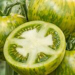 Pomidor Green Zebra: Ciekawostki i Uprawa | foto. Kamil w Ogrodzie