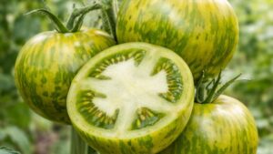 Pomidor Green Zebra: Ciekawostki i Uprawa | foto. Kamil w Ogrodzie