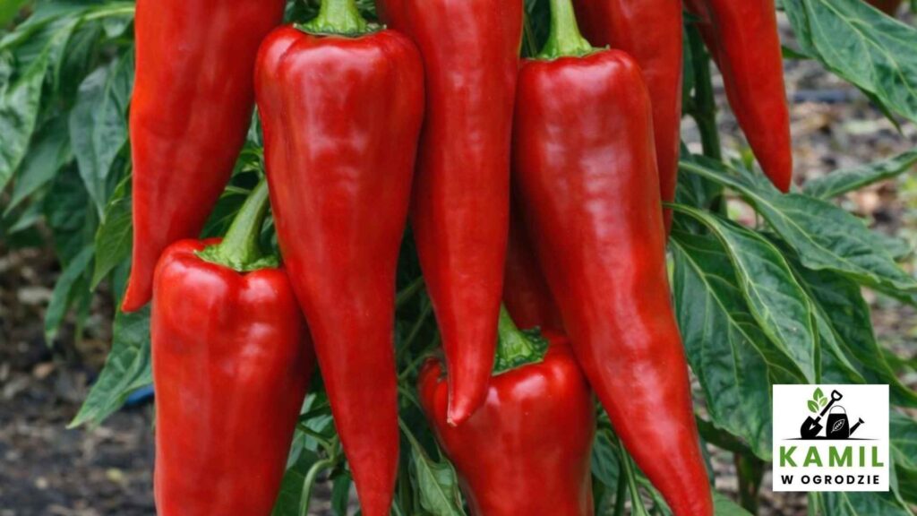 Ramiro – słodycz i plenność w jednym | foto. Kamil w Ogrodzie