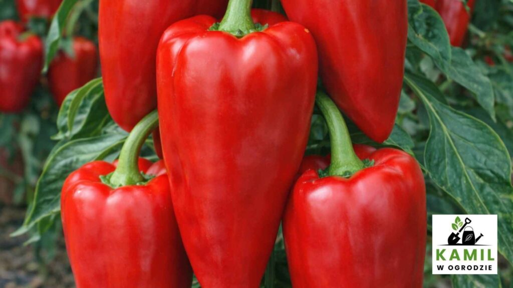 Rubinowa – intensywny kolor i stabilne plonowanie | foto. Kamil w Ogrodzie