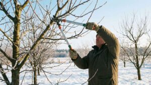 Te drzewa i krzewy przytnij już w styczniu – wiosną pięknie zakwitną | foto. Kamil w Ogrodzie