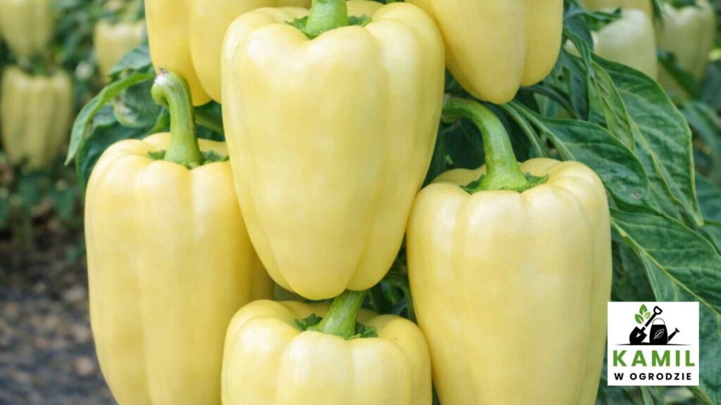 Zorza – wczesność i odporność | foto. Kamil w Ogrodzie