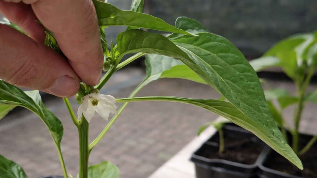 Pierwsze kwiatki papryki zawsze obrywam, aby roślina skupiła się na wzroście i finalnie w późniejszym czasie dała lepszy plon | foto. Kamil w Ogrodzie