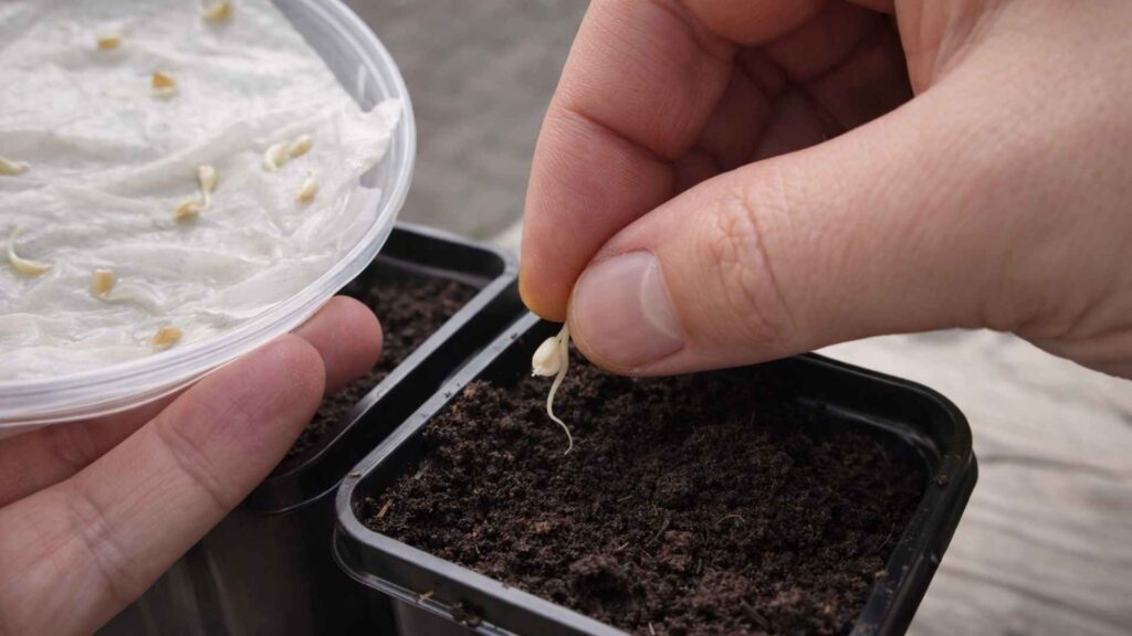 Paprykę wysiewam do doniczek, w których będą rosły aż do momentu gdy trafią do szklarni. | foto. Kamil w Ogrodzie