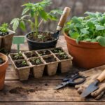 Co siejemy i sadzimy w lutym? Kompletna lista | foto. Kamil w Ogrodzie